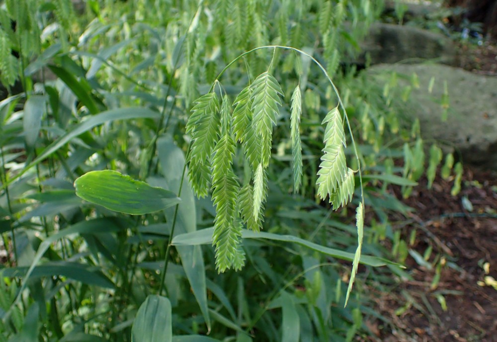 chasmanthium_latifolium_1